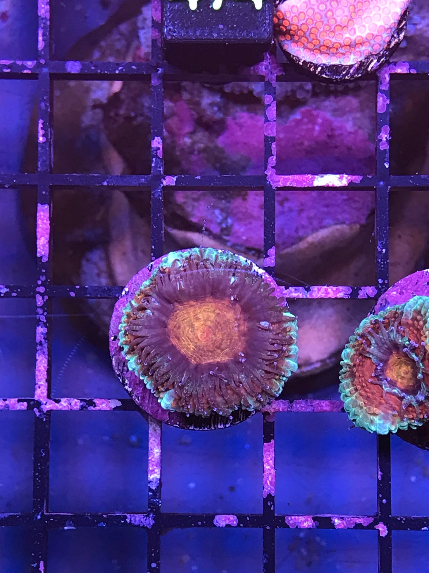 Acan