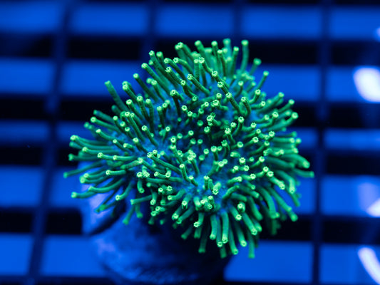 Green Toadstool Leather