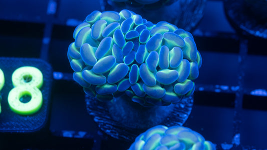 2 Head Hologram Hammer