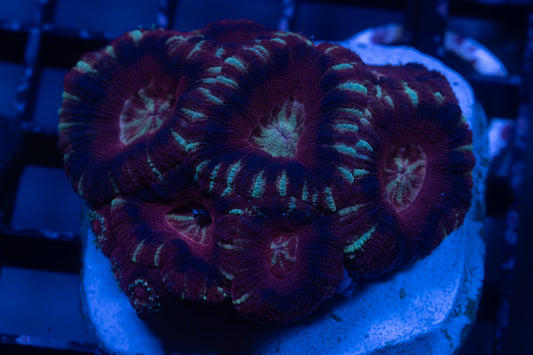 Asian Acan Colony