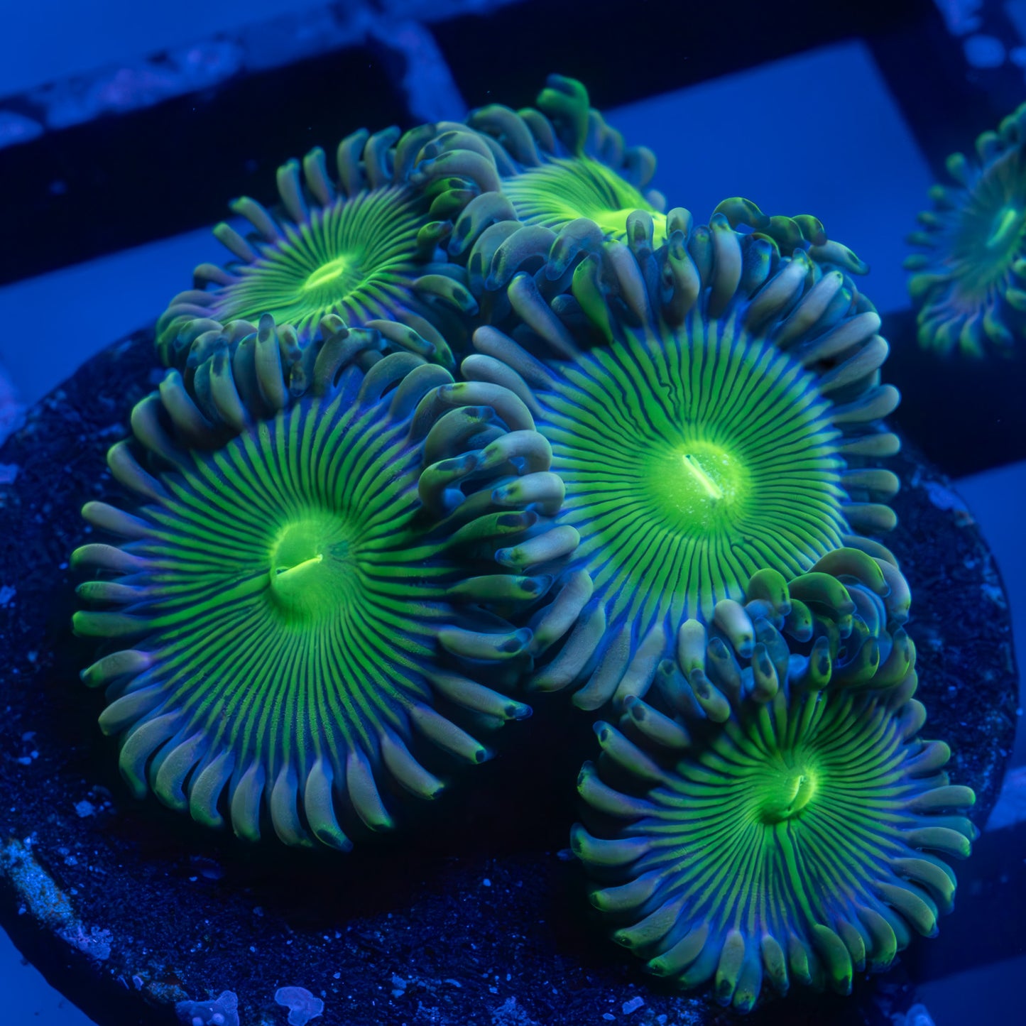 Green People Eater Zoa