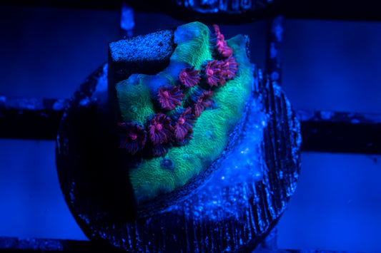 Jingle Bells Cyphastrea