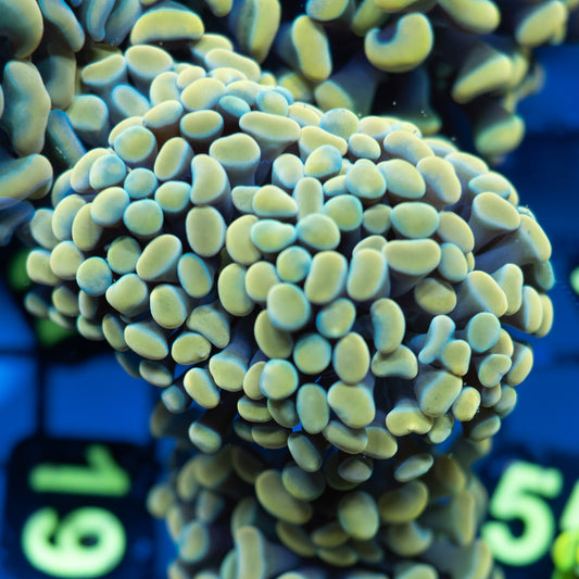 Gold Hammer - 2 Heads