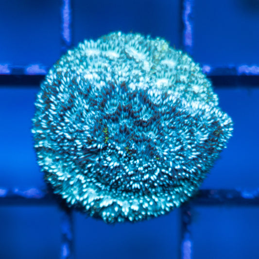 Frankenstein Leptoseris