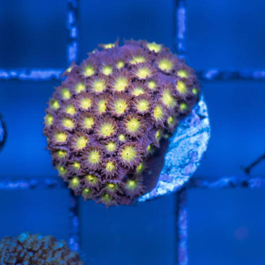 Bling Bling Cyphastrea