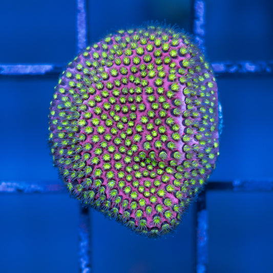 Electric Daisy Stylo