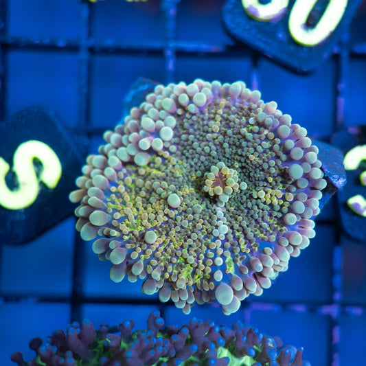 Solomon Rainbow Yuma Mushroom