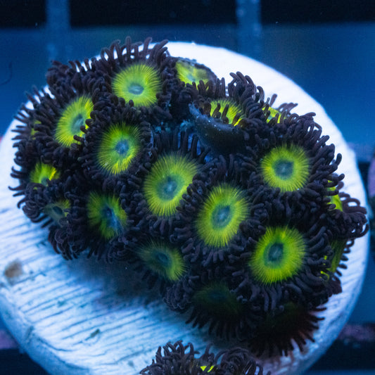 Zoa