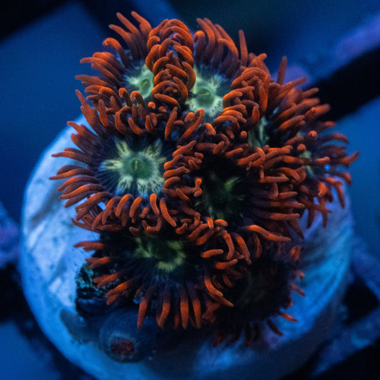 Zoa