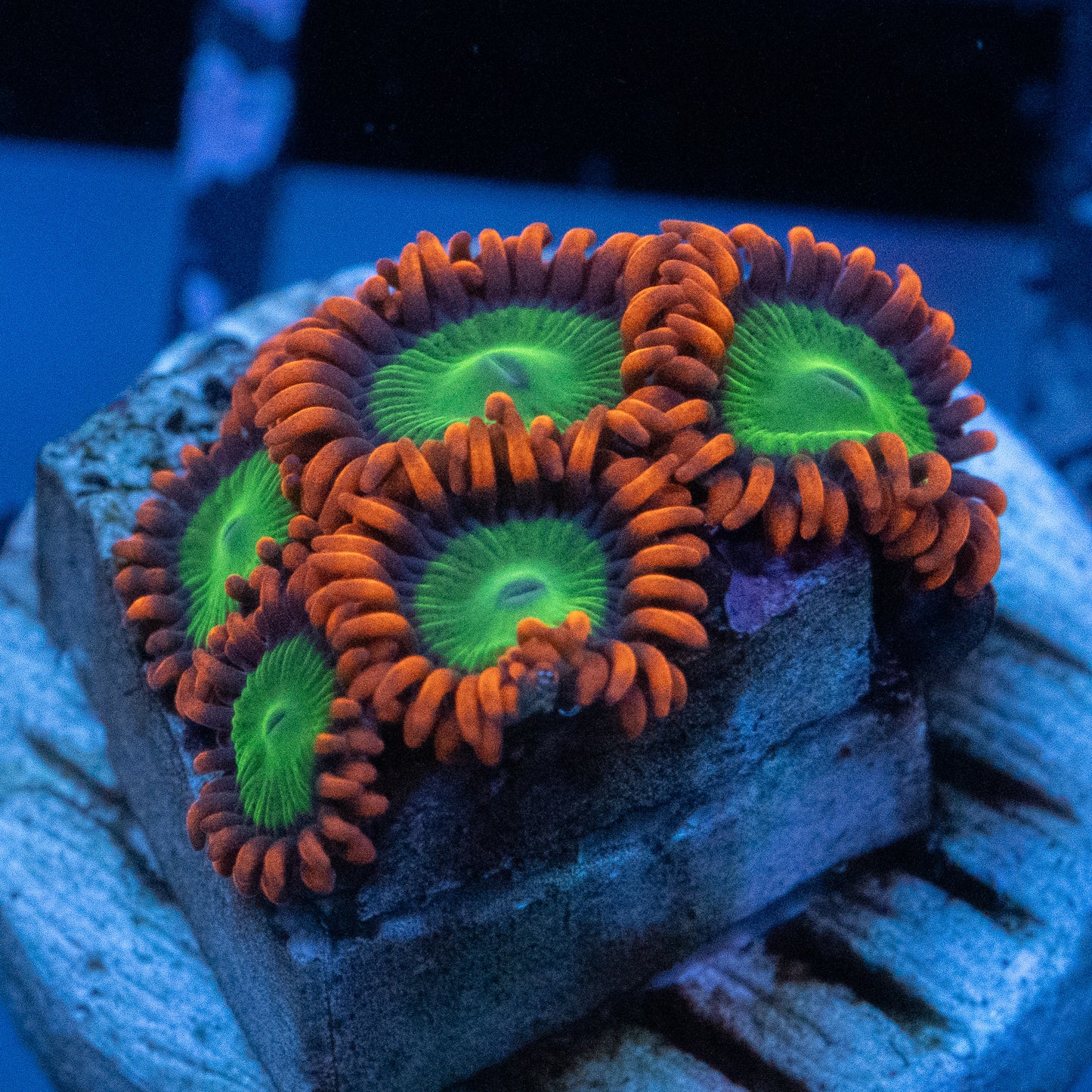 Goblins on Fire Zoa
