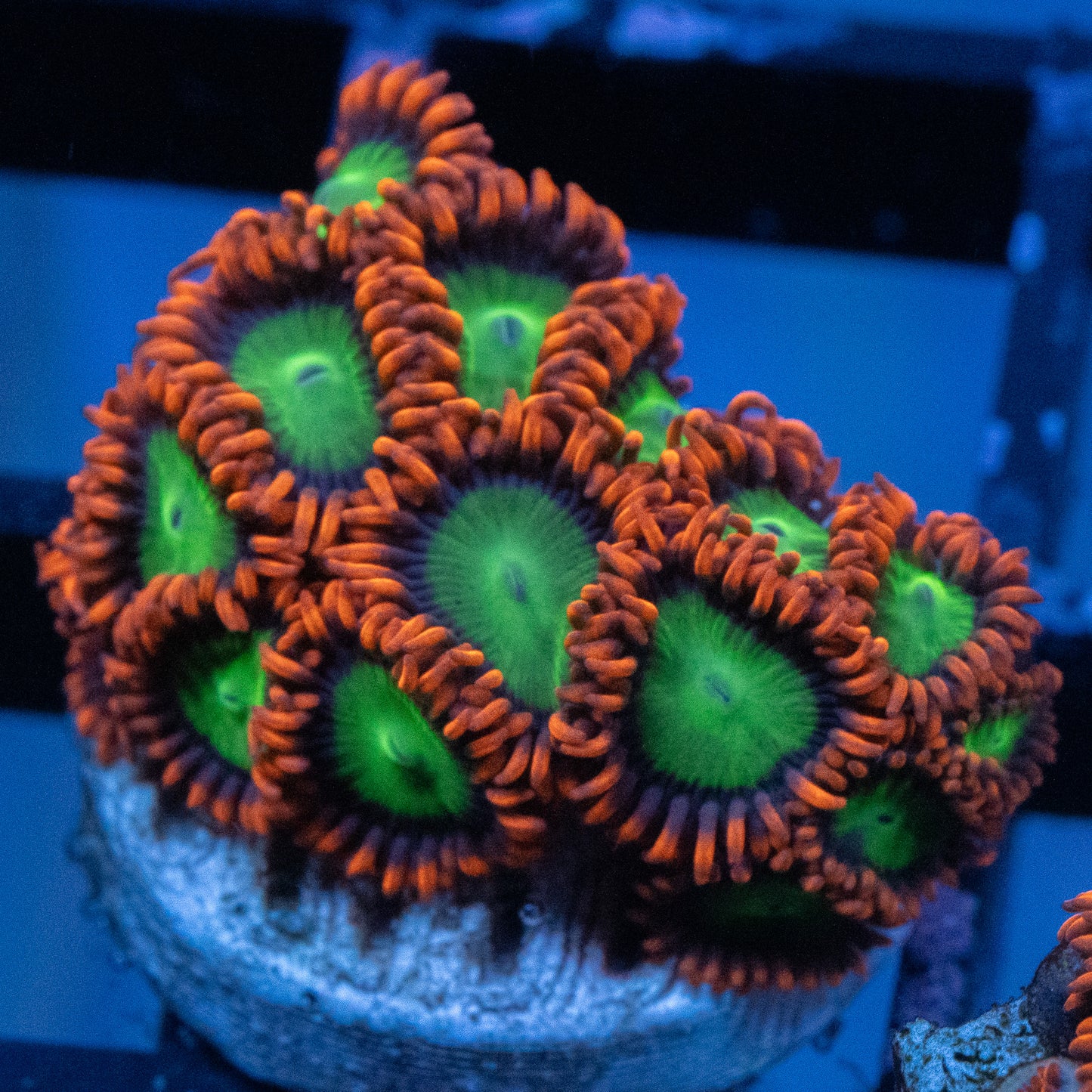 Goblins on Fire Zoa