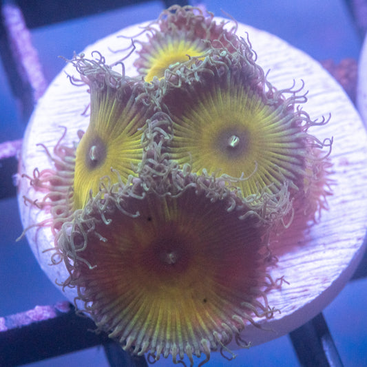 Captain Jerk Paly/Zoa