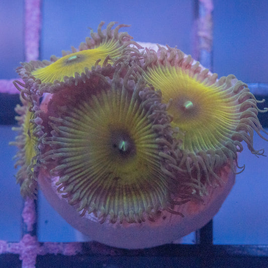 Captain Jerk Paly/Zoa