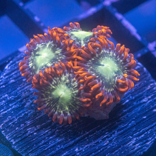 Starburst Zoa