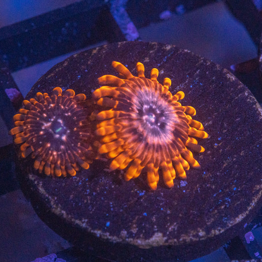 Utter Chaos Zoa