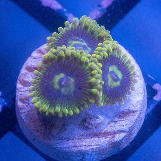 Rainbow Yoda Zoa