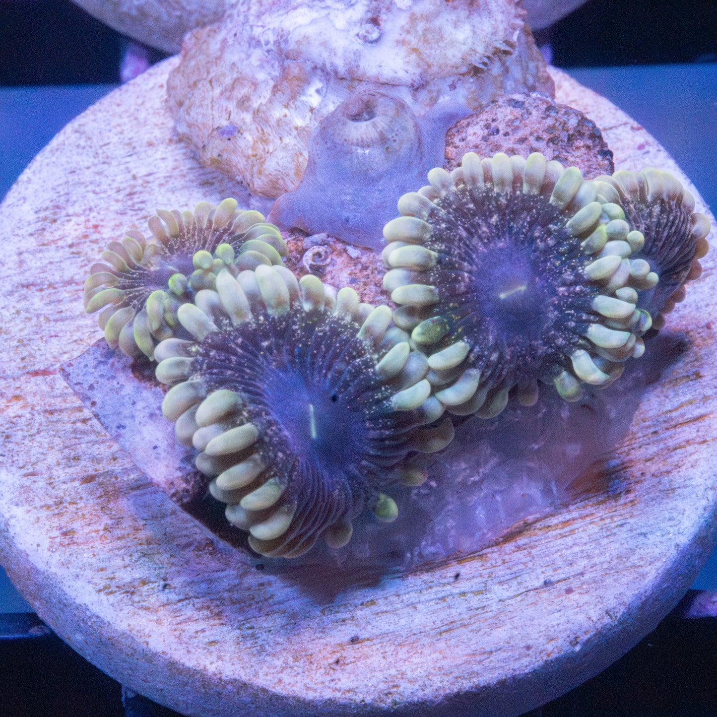 Solar Circus Zoa