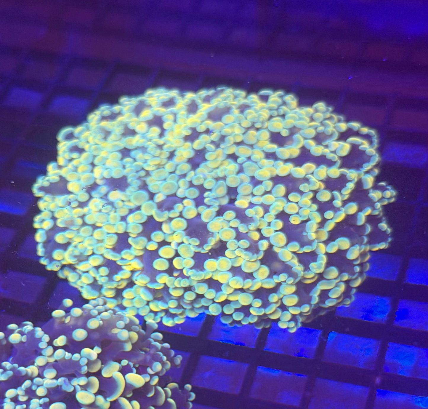 Kingspawn