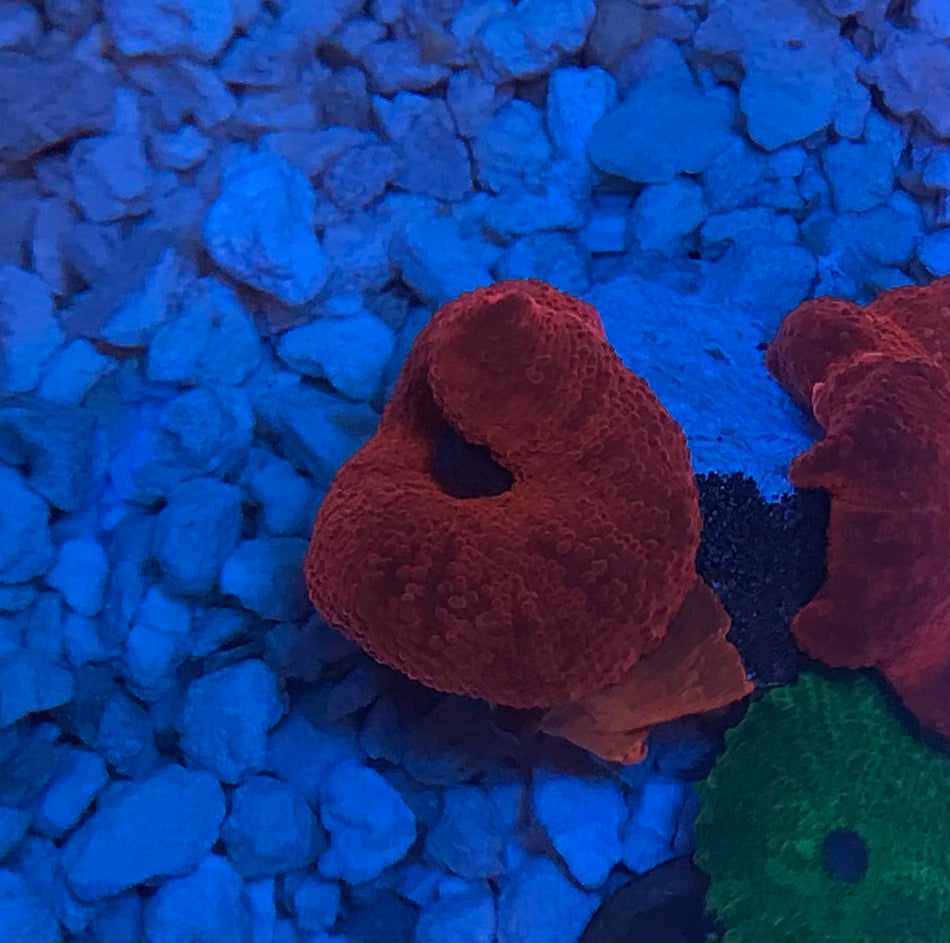 Red Mushroom