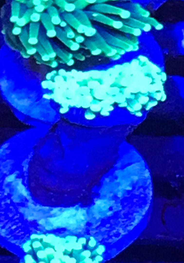 Green Torch 212