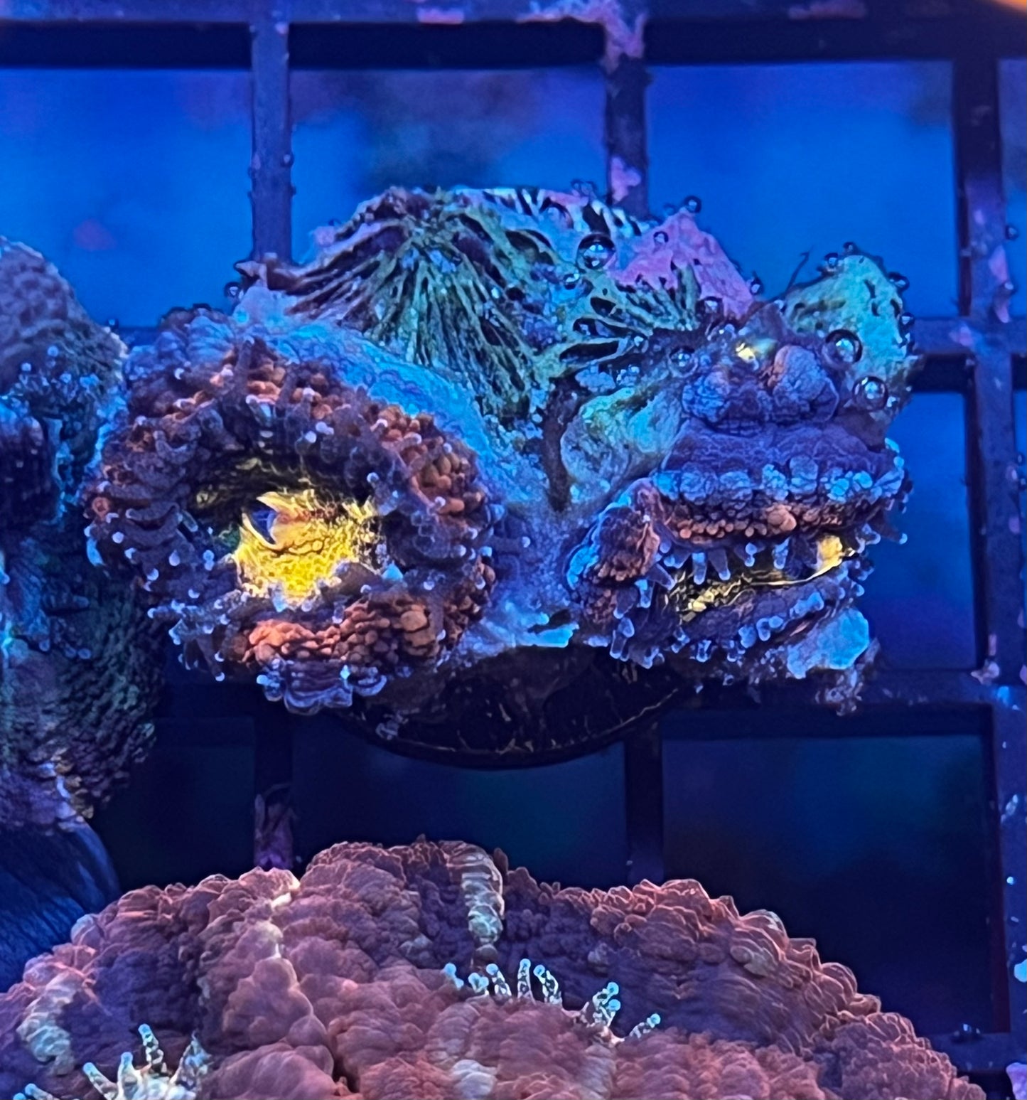 Acan 2 Head #7
