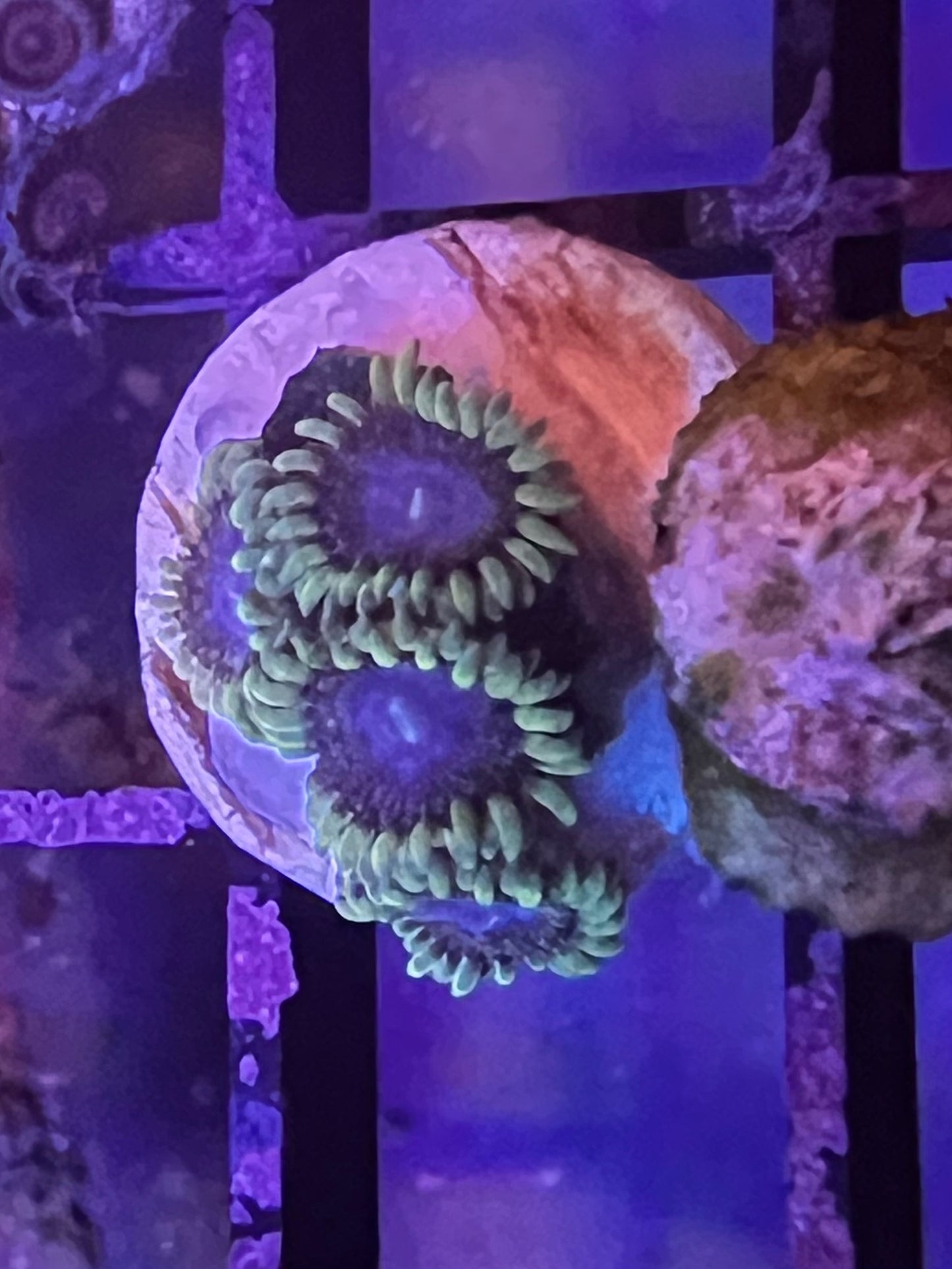 Solar Circus Zoa