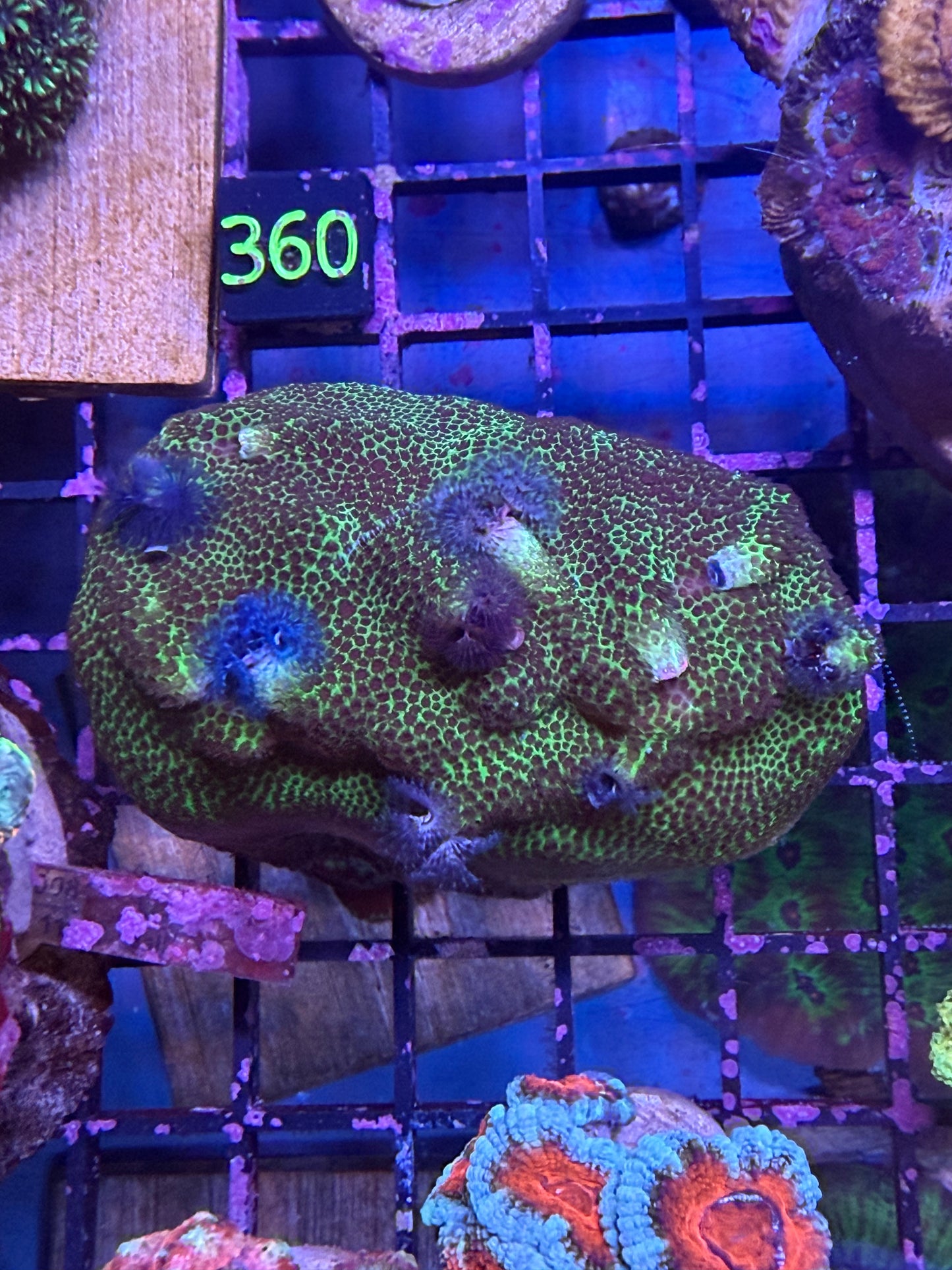 Christmas Tree Rock
