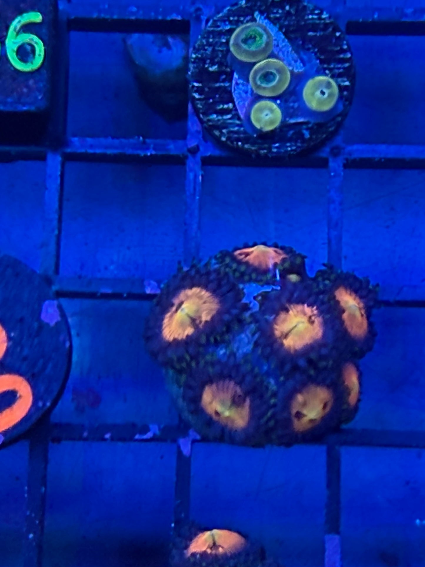 Sakura Zoa