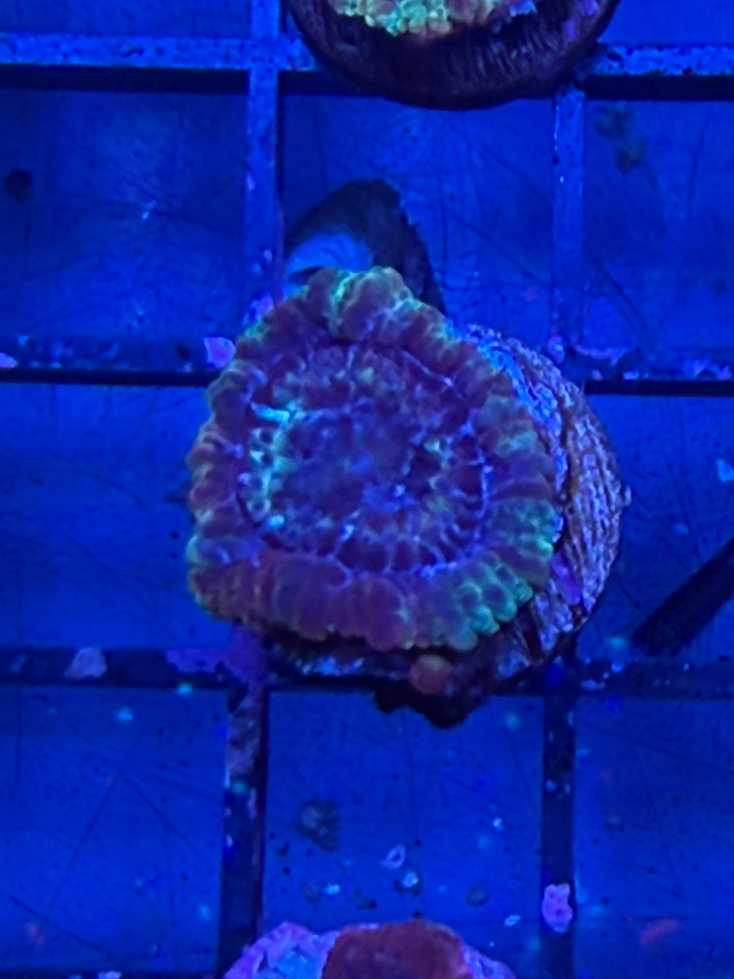 Asian Acan