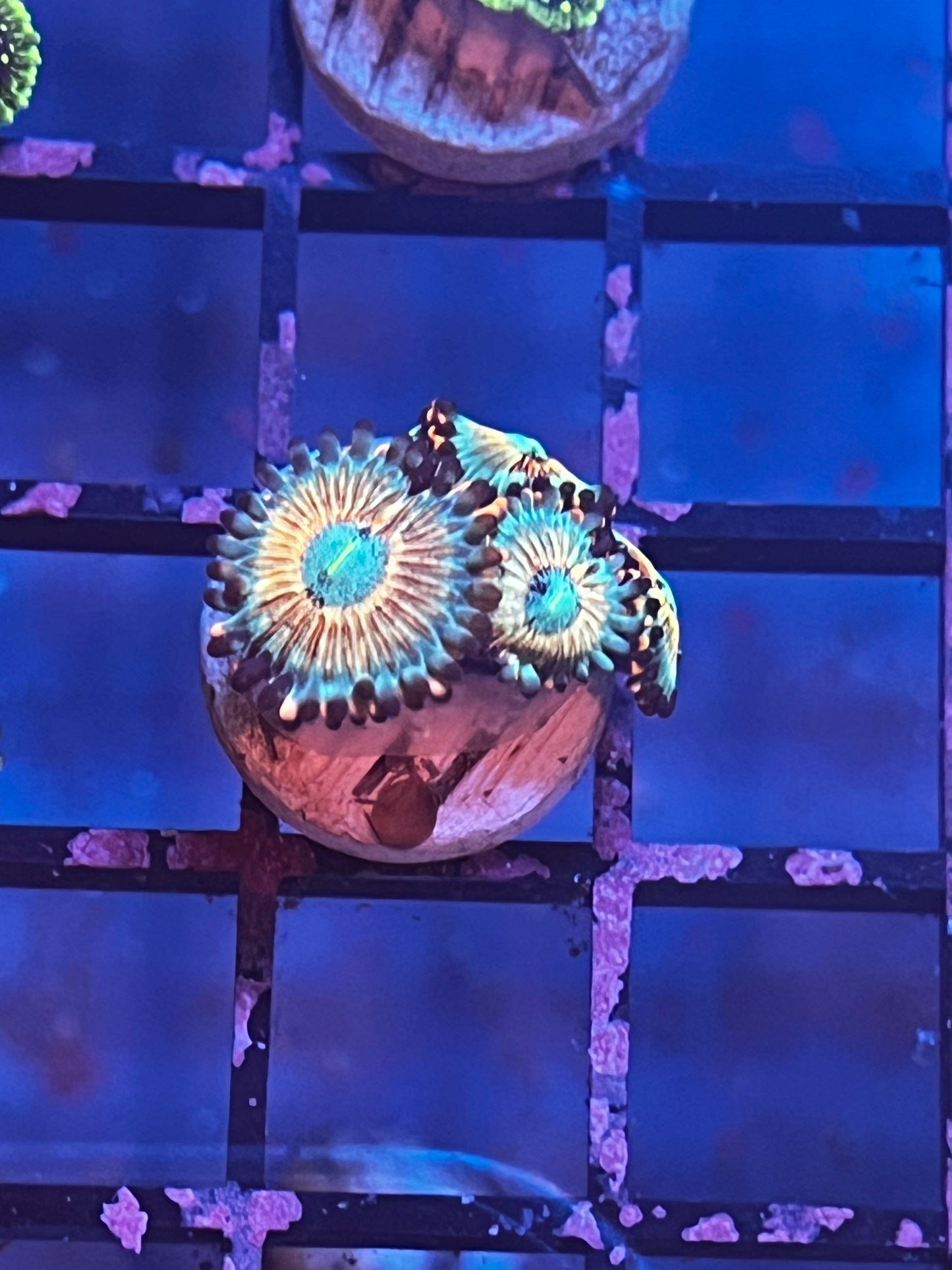 White Zombie Zoa