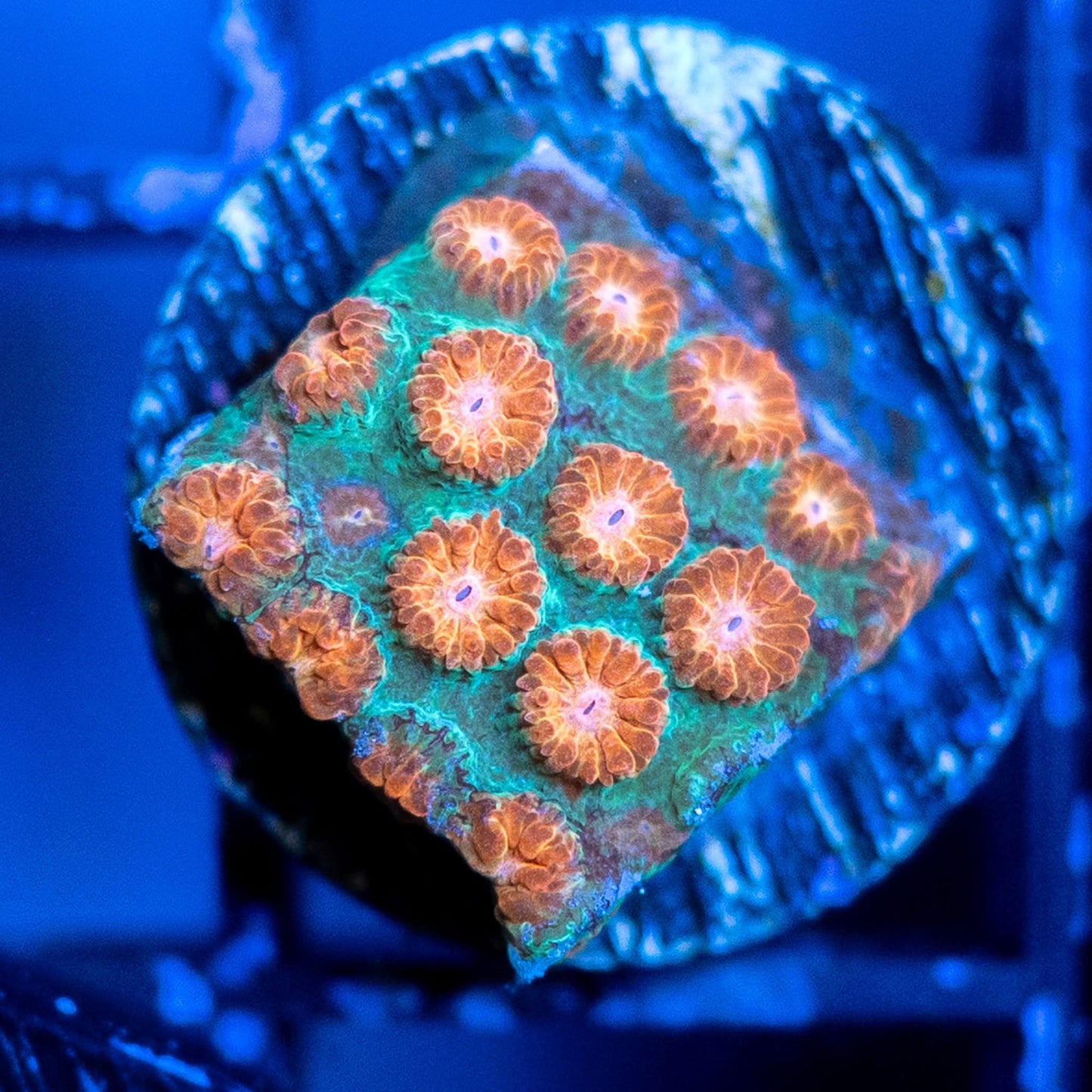 Molten Meteor Cyphastrea