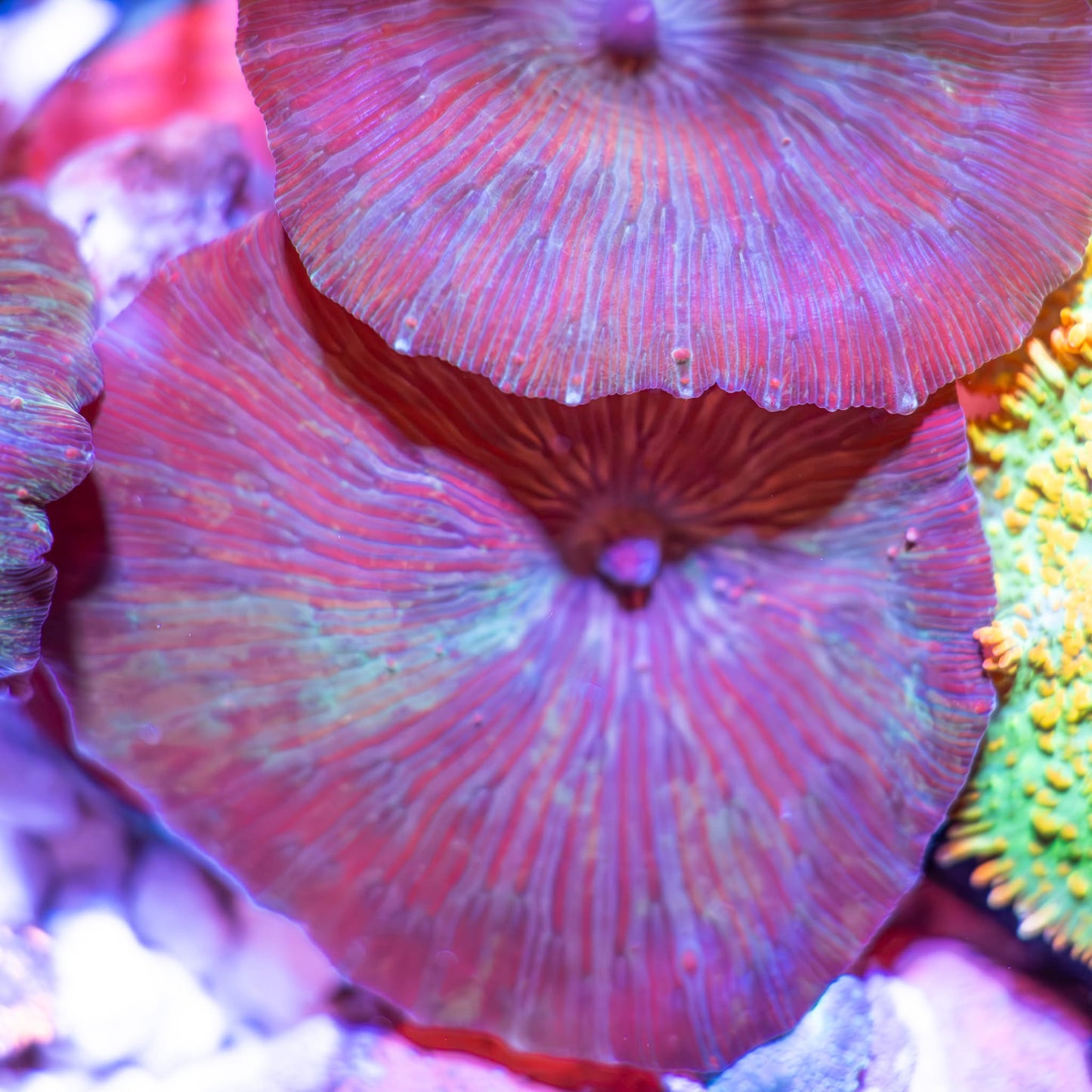 Watermelon Mushroom Rock