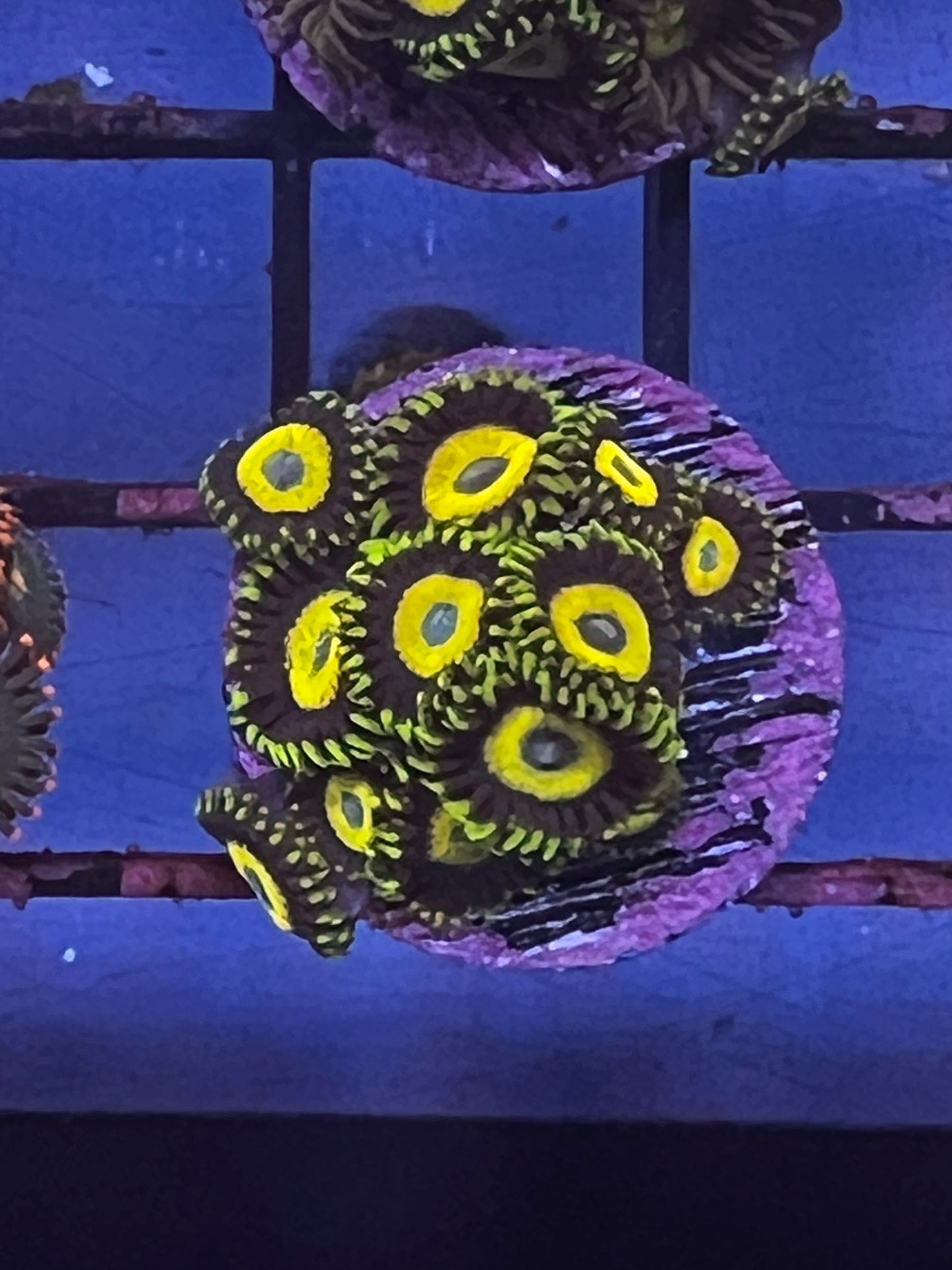 Scrambled Egg Zoa
