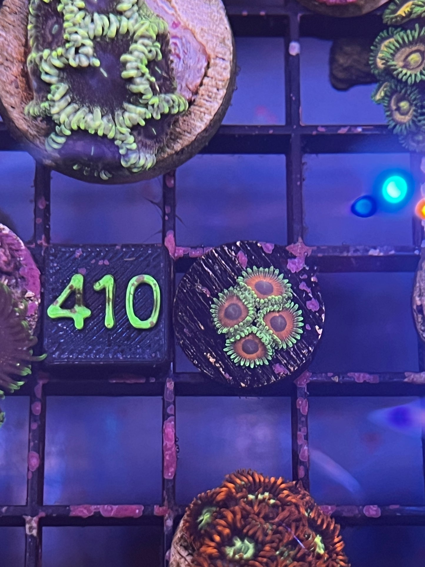Eagle Eye Zoa