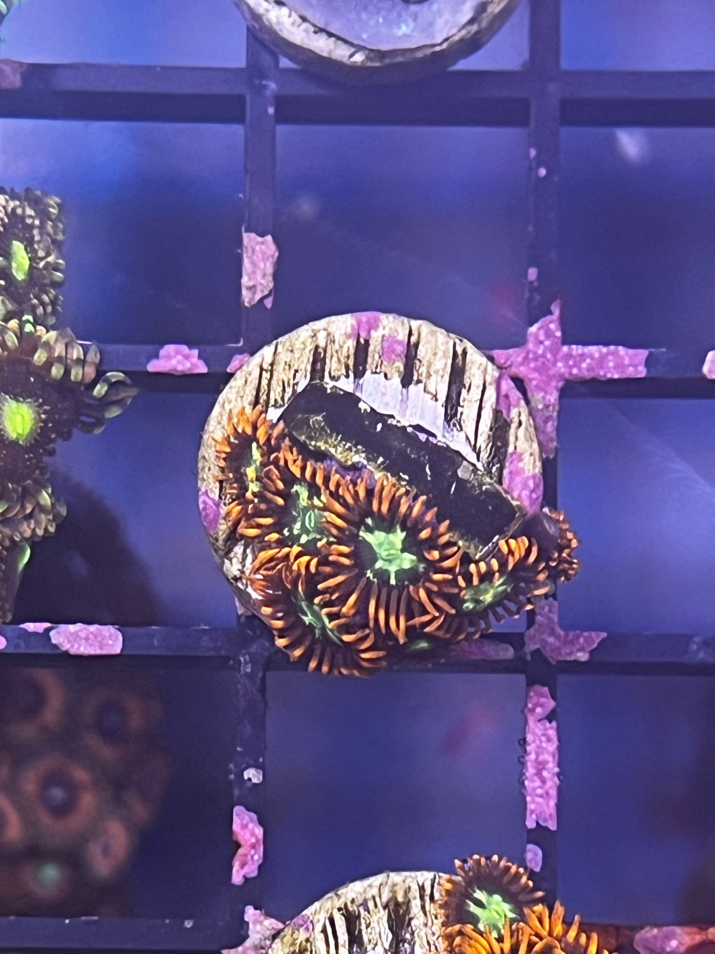 Orange Star Zoa