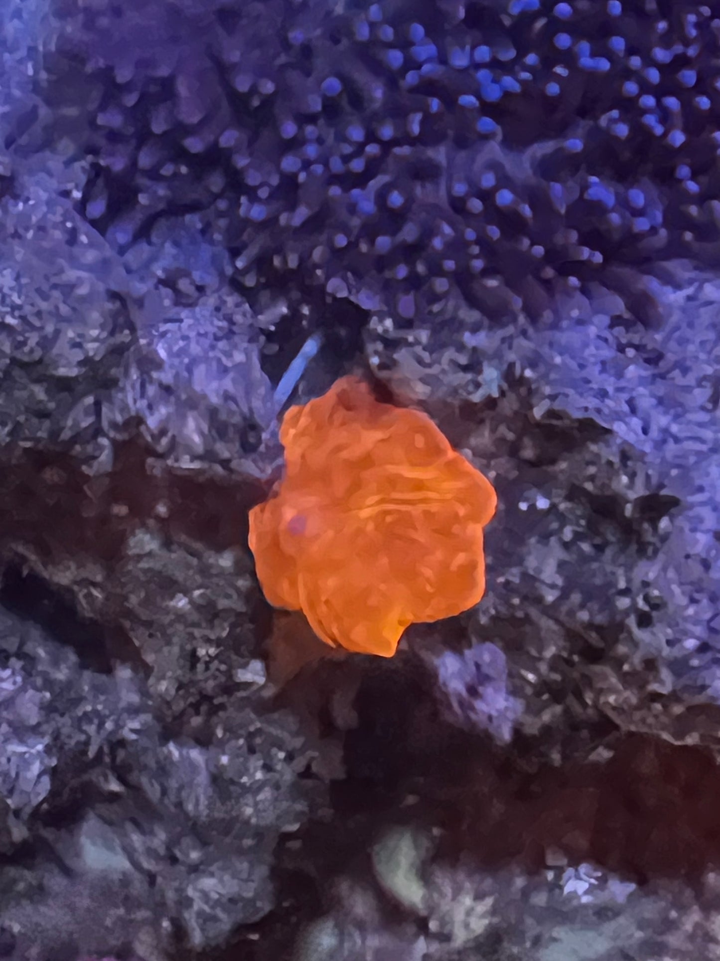 Small Orange Mushroom
