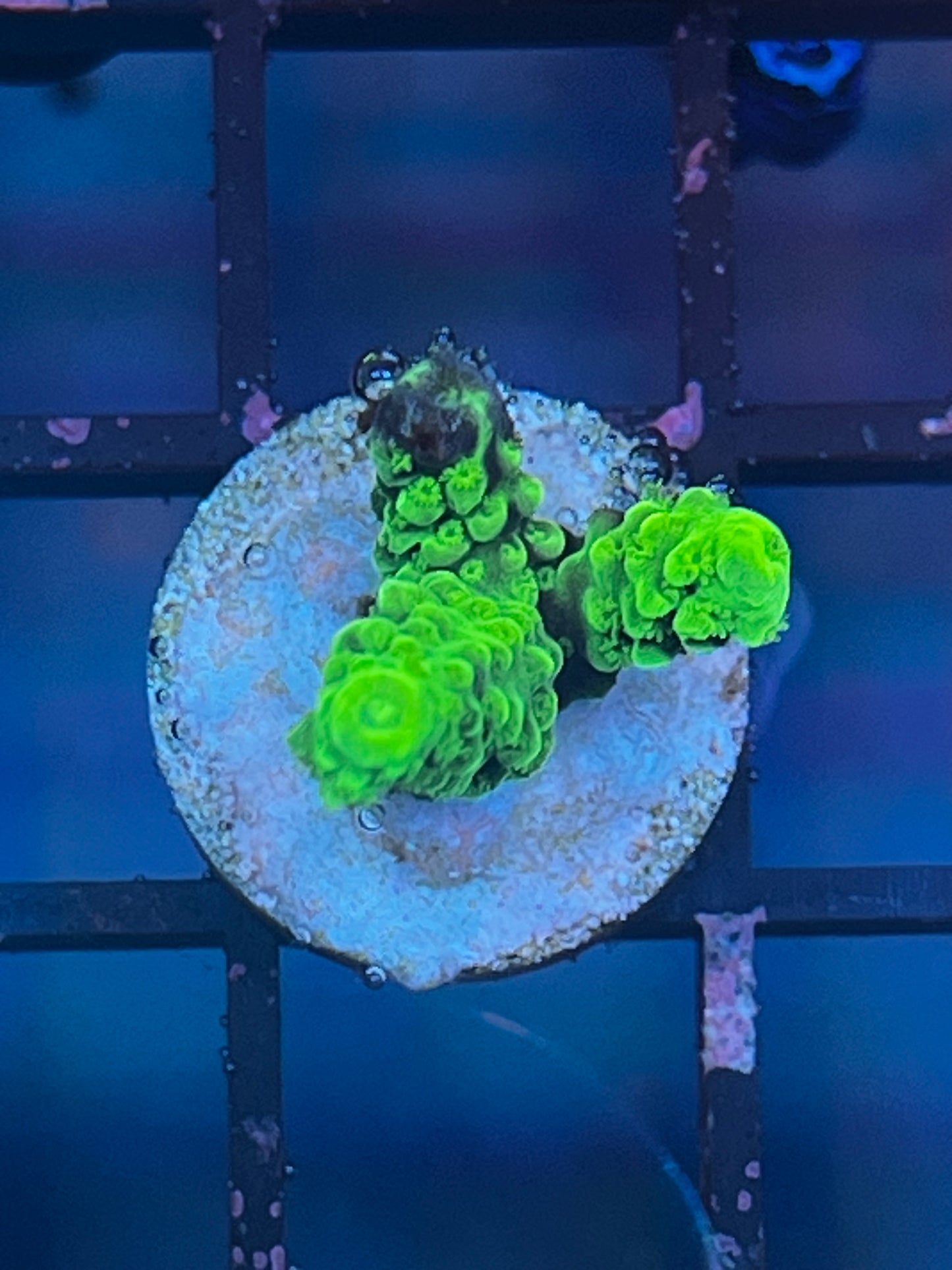 Green Slimer Frag