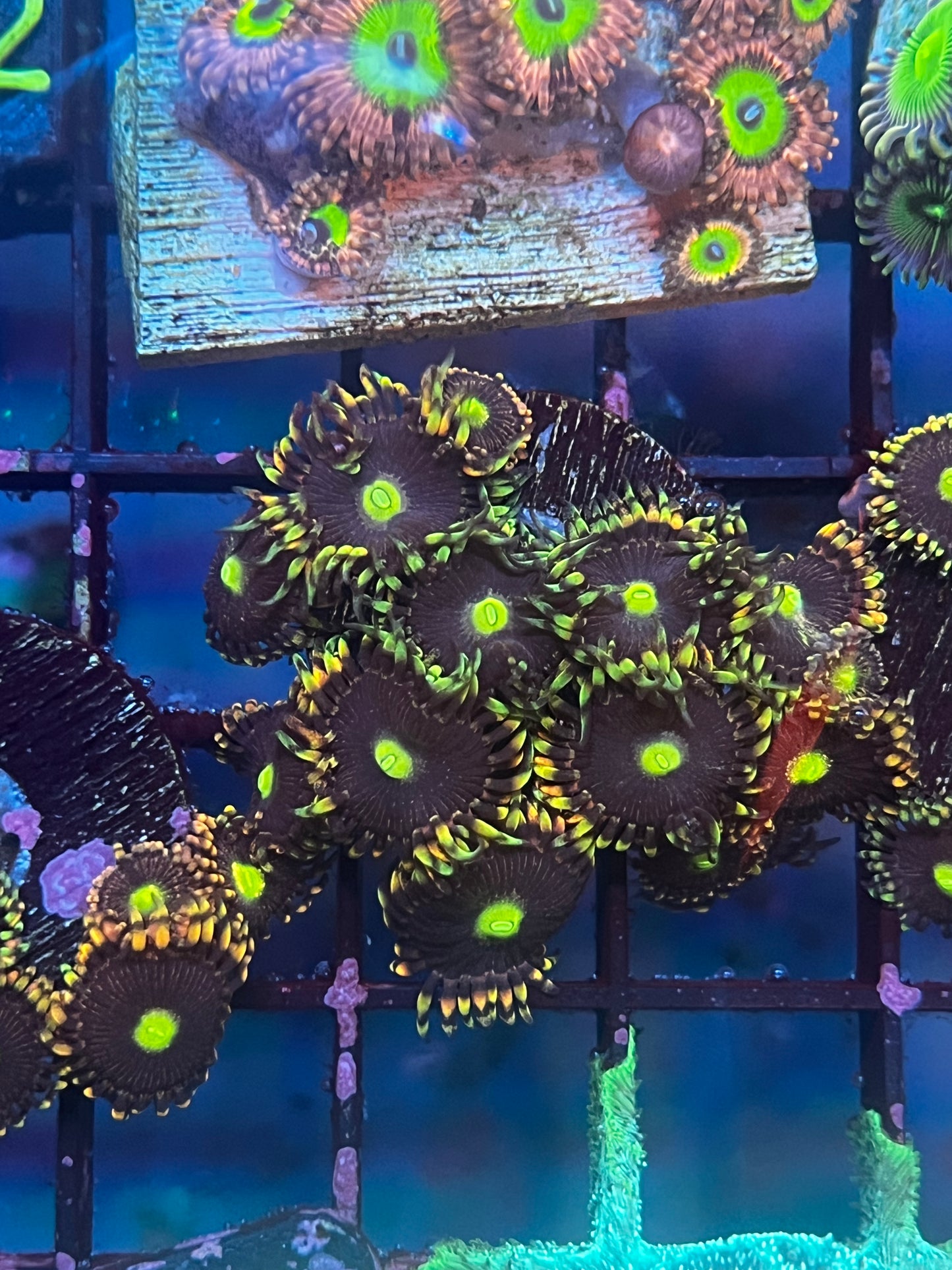 Bozo Zoa