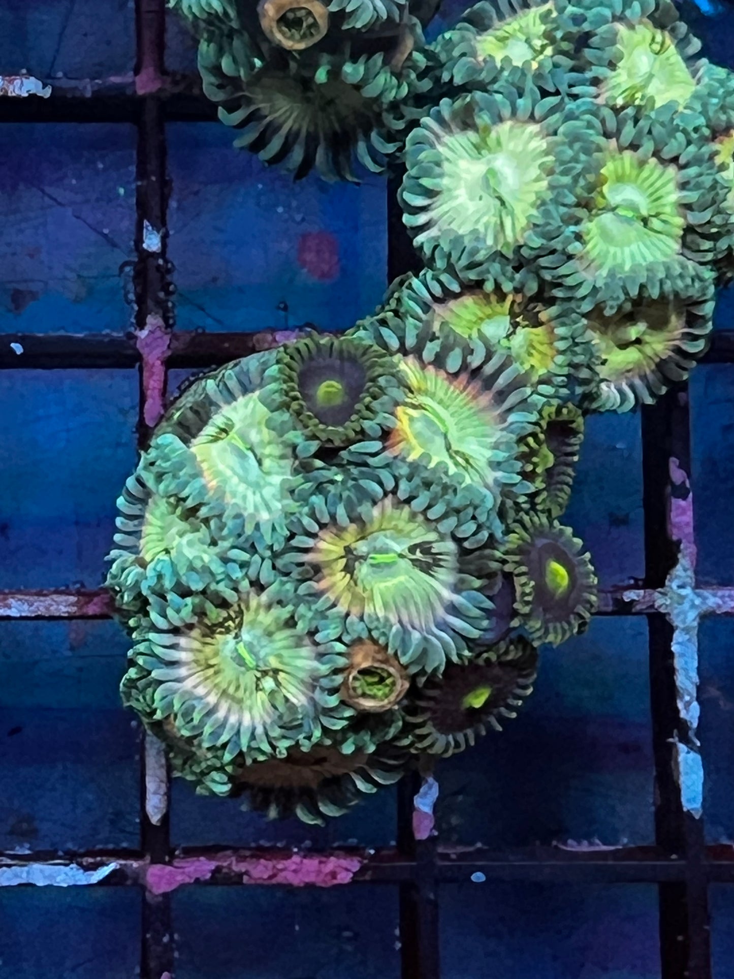 Ding Dang Zoa