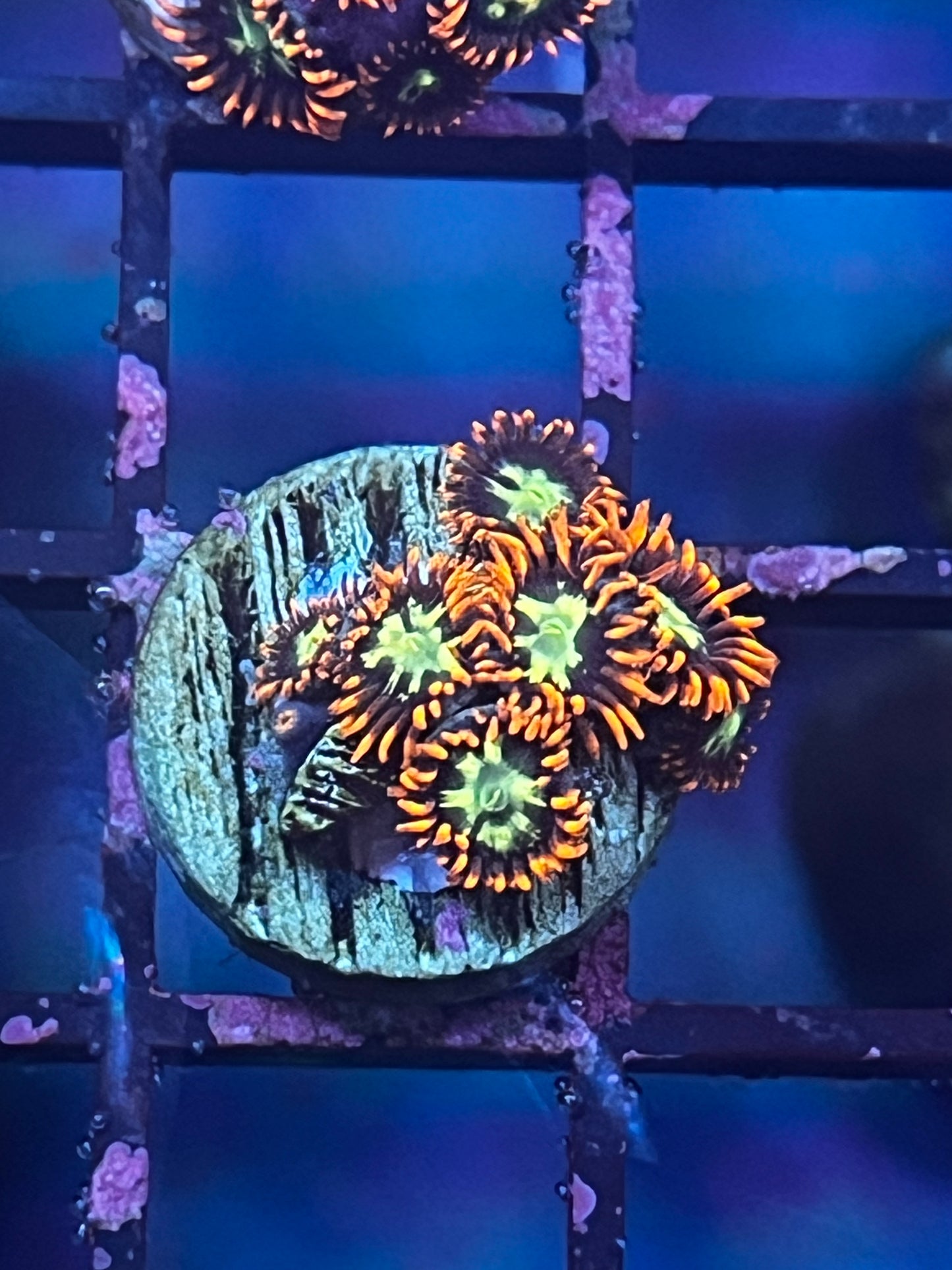 Orange Stars