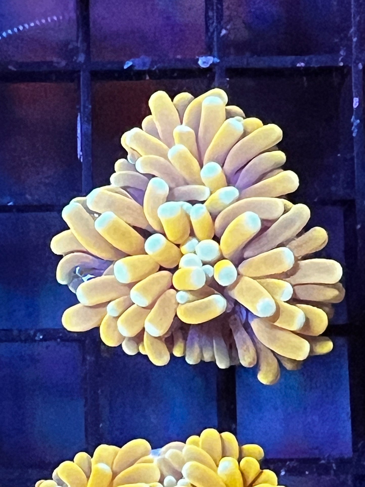 Sun God Torch
