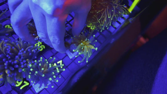 Tiger Torch 2.0 1 Head