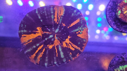 Warpaint Scolymia