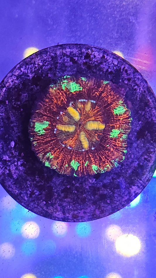 Button Scolymia