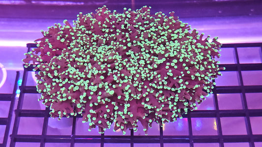 Neon Green Frogspawn