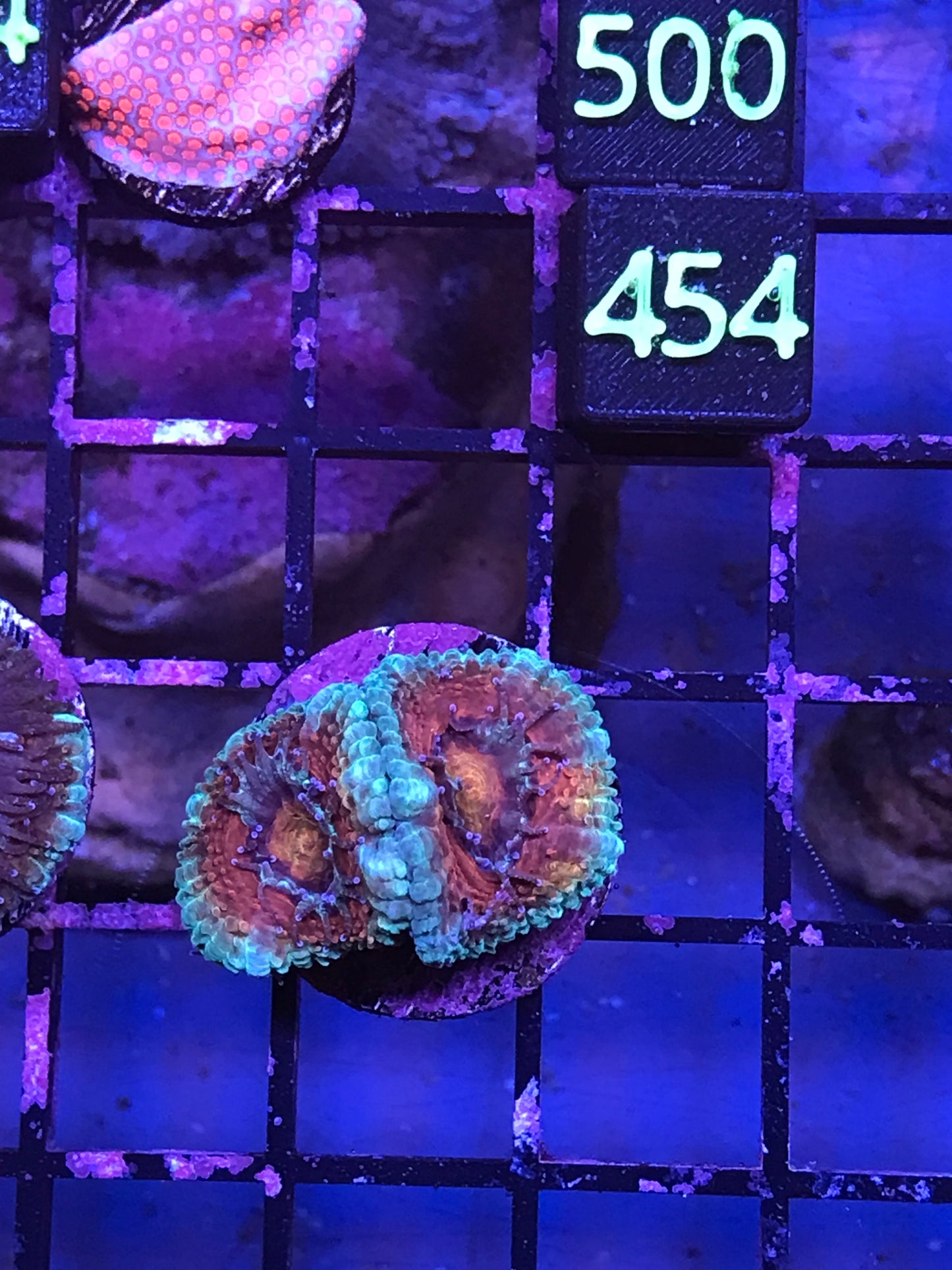 Acan