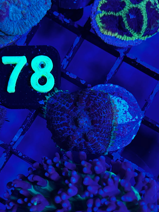 Blown Glass Rhodactis Mushroom