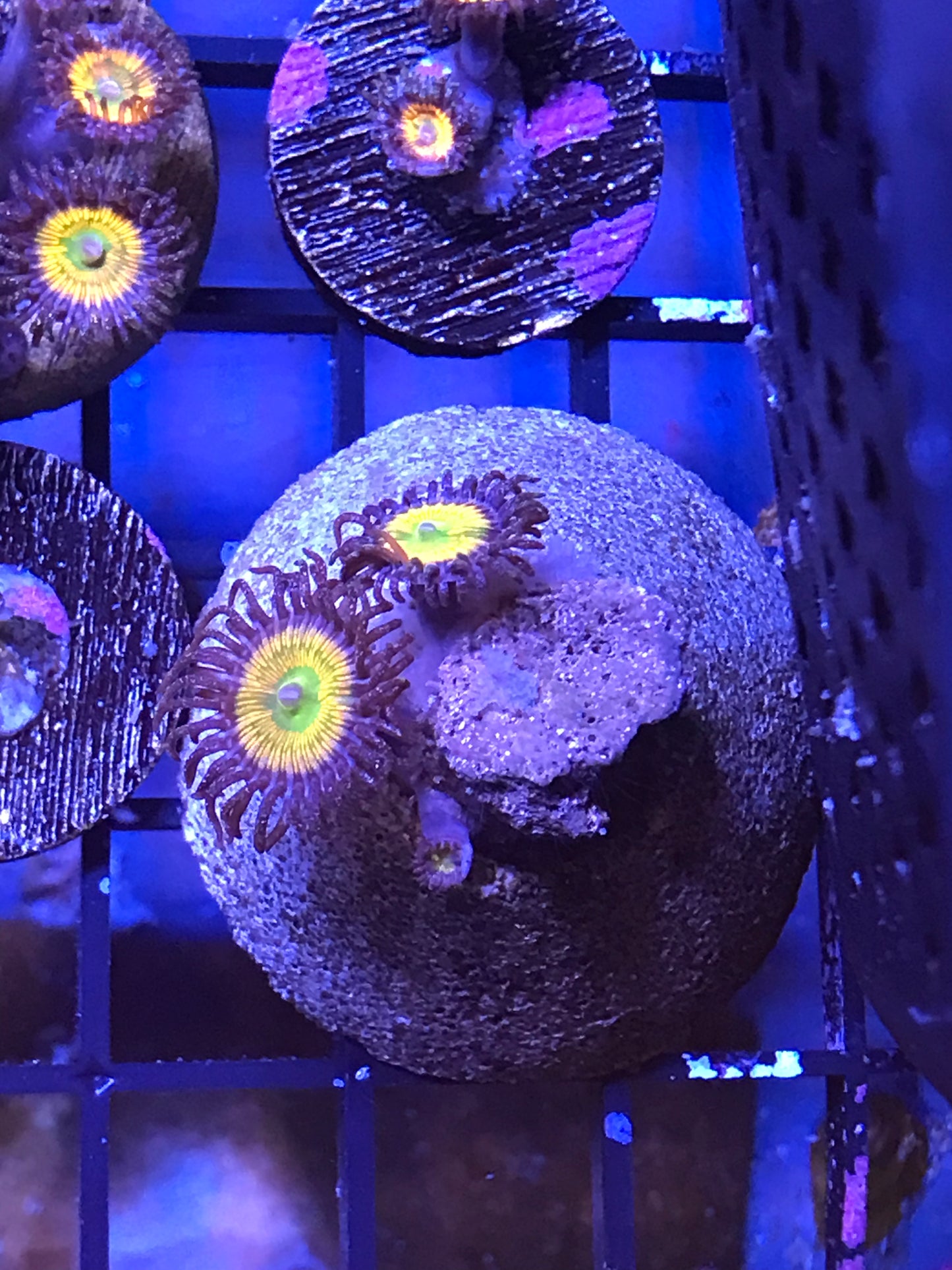 Sunny D Zoa
