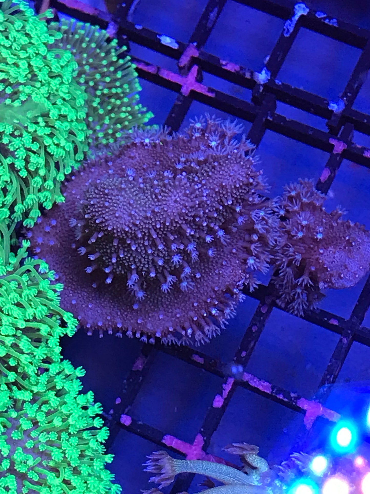 Devil’s Hand
