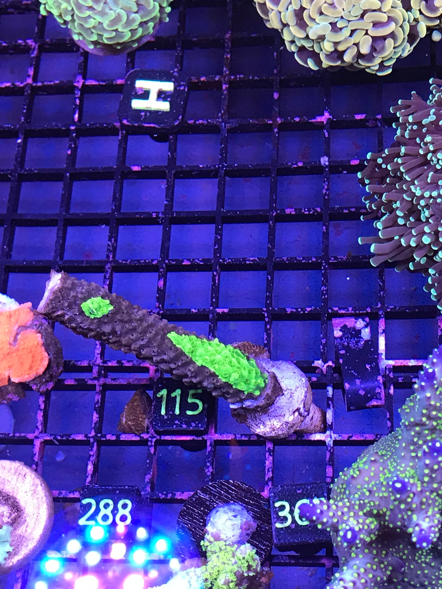 Green Slimer Freebie